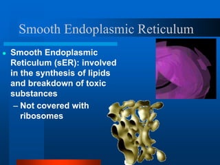 Smooth Endoplasmic Reticulum
● Smooth Endoplasmic
Reticulum (sER): involved
in the synthesis of lipids
and breakdown of toxic
substances
– Not covered with
ribosomes
 
