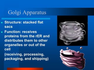 Golgi Apparatus
● Structure: stacked flat
sacs
● Function: receives
proteins from the rER and
distributes them to other
organelles or out of the
cell
(receiving, processing,
packaging, and shipping)
 