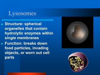 Lysosomes
● Structure: spherical
organelles that contain
hydrolytic enzymes within
single membranes
● Function: breaks down
food particles, invading
objects, or worn out cell
parts
 