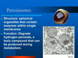 Peroxisomes
● Structure: spherical
organelles that contain
enzymes within single
membranes
● Function: Degrade
hydrogen peroxide, a
toxic compound that can
be produced during
metabolism.
 