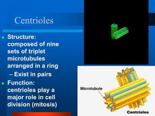 Centrioles
● Structure:
composed of nine
sets of triplet
microtubules
arranged in a ring
– Exist in pairs
● Function:
centrioles play a
major role in cell
division (mitosis)
 