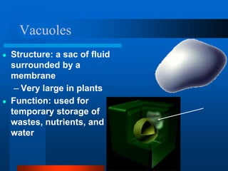 Vacuoles
● Structure: a sac of fluid
surrounded by a
membrane
– Very large in plants
● Function: used for
temporary storage of
wastes, nutrients, and
water
 