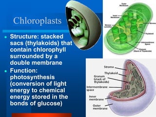 Chloroplasts
● Structure: stacked
sacs (thylakoids) that
contain chlorophyll
surrounded by a
double membrane
● Function:
photosynthesis
(conversion of light
energy to chemical
energy stored in the
bonds of glucose)
 