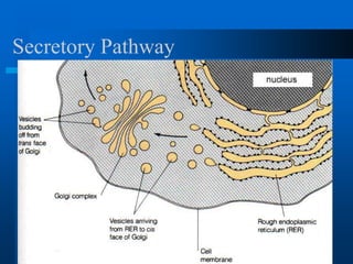Secretory Pathway
 
