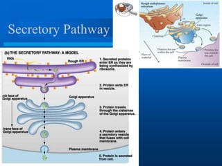Secretory Pathway
 