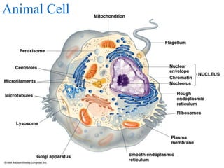 Animal Cell
 
