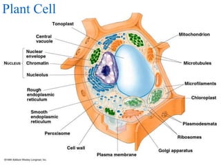Plant Cell
 