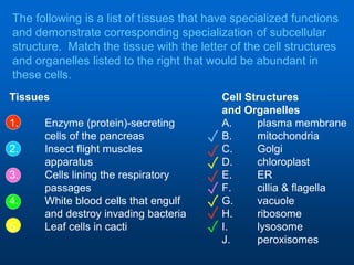 The following is a list of tissues that have specialized functions
and demonstrate corresponding specialization of subcellular
structure. Match the tissue with the letter of the cell structures
and organelles listed to the right that would be abundant in
these cells.
Tissues Cell Structures
and Organelles
1. Enzyme (protein)-secreting A. plasma membrane
cells of the pancreas B. mitochondria
2. Insect flight muscles C. Golgi
apparatus D. chloroplast
3. Cells lining the respiratory E. ER
passages F. cillia & flagella
4. White blood cells that engulf G. vacuole
and destroy invading bacteria H. ribosome
5. Leaf cells in cacti I. lysosome
J. peroxisomes
✓
✓
✓
✓
✓
✓
✓
✓
 