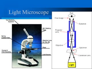 Light Microscope
 