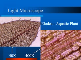Light Microscope
Elodea - Aquatic Plant
40X 400X
 