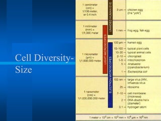 Cell Diversity-
Size
 