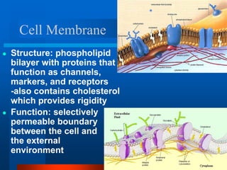 Cell Membrane
● Structure: phospholipid
bilayer with proteins that
function as channels,
markers, and receptors
-also contains cholesterol
which provides rigidity
● Function: selectively
permeable boundary
between the cell and
the external
environment
 