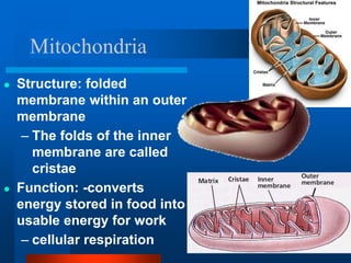 Mitochondria
● Structure: folded
membrane within an outer
membrane
– The folds of the inner
membrane are called
cristae
● Function: -converts
energy stored in food into
usable energy for work
– cellular respiration
 
