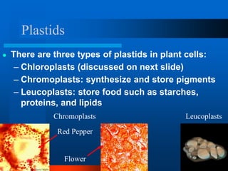 Plastids
● There are three types of plastids in plant cells:
– Chloroplasts (discussed on next slide)
– Chromoplasts: synthesize and store pigments
– Leucoplasts: store food such as starches,
proteins, and lipids
Chromoplasts
Red Pepper
Flower
Leucoplasts
 