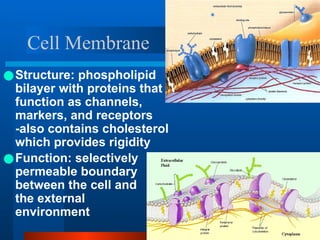 Cells Structure and Function life.ppt.pptx