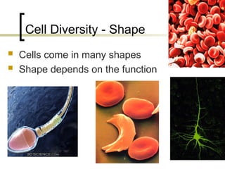 The Cells its structure and its function.ppt