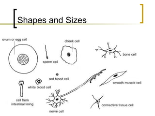 The Cells its structure and its function.ppt