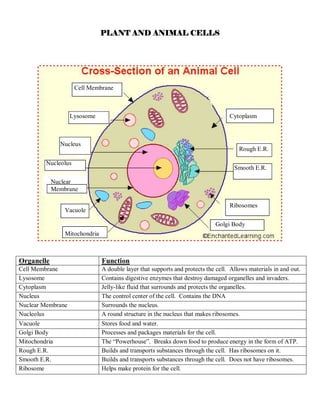 PLANT AND ANIMAL CELL
PLANT AND ANIMAL CELL
PLANT AND ANIMAL CELL
PLANT AND ANIMAL CELLS
S
S
S
Organelle Function
Cell Membrane A double layer that supports and protects the cell. Allows materials in and out.
Lysosome Contains digestive enzymes that destroy damaged organelles and invaders.
Cytoplasm Jelly-like fluid that surrounds and protects the organelles.
Nucleus The control center of the cell. Contains the DNA
Nuclear Membrane Surrounds the nucleus.
Nucleolus A round structure in the nucleus that makes ribosomes.
Vacuole Stores food and water.
Golgi Body Processes and packages materials for the cell.
Mitochondria The “Powerhouse”. Breaks down food to produce energy in the form of ATP.
Rough E.R. Builds and transports substances through the cell. Has ribosomes on it.
Smooth E.R. Builds and transports substances through the cell. Does not have ribosomes.
Ribosome Helps make protein for the cell.
Cell Membrane
Lysosome
Nucleus
Nucleolus
Nuclear
Membrane
Vacuole
Mitochondria
Golgi Body
Cytoplasm
Rough E.R.
Smooth E.R.
Ribosomes
 