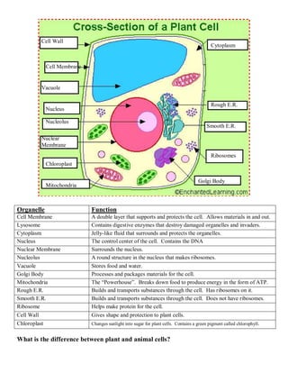 Cells Study Guide.pdf