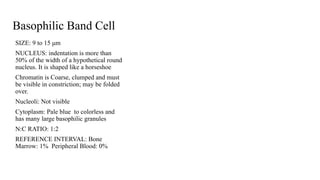 Cell Stages.pptx or the stages of erythrocyre cells | PPTX