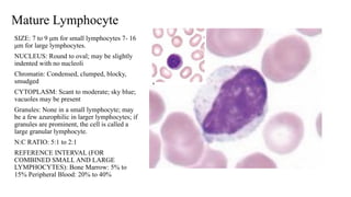 Cell Stages.pptx or the stages of erythrocyre cells | PPTX