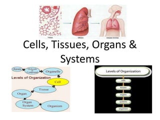 Cells, Tissues, Organs &
Systems
 