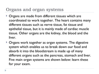 Organs and organ systems Organs are made from different tissues which are coordinated to work together. The heart contains many different tissues such as nerve tissue, fat tissue and epithelial tissue, but it is mainly made of cardiac muscle tissue. Other organs are the kidney, the blood and the liver.  Organs work together as organ systems. The digestive system which enables us to break down our food and absorb it into the bloodstream is made up of many different organs such as the pancreas, stomach and liver. Five main organ systems are shown below: learn these for your exam. 