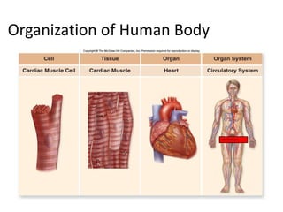 11
Organization of Human Body
NO Thank you!
 