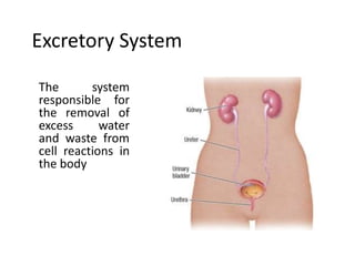 Excretory System
The system
responsible for
the removal of
excess water
and waste from
cell reactions in
the body
 
