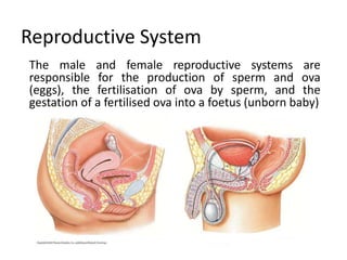 Reproductive System
The male and female reproductive systems are
responsible for the production of sperm and ova
(eggs), the fertilisation of ova by sperm, and the
gestation of a fertilised ova into a foetus (unborn baby)
 