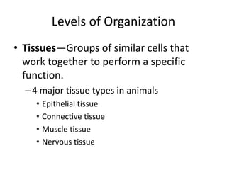 Levels of Organization
• Tissues—Groups of similar cells that
work together to perform a specific
function.
–4 major tissue types in animals
• Epithelial tissue
• Connective tissue
• Muscle tissue
• Nervous tissue
 