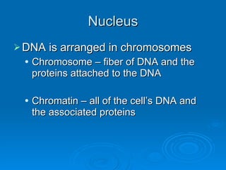 Nucleus DNA is arranged in chromosomes Chromosome – fiber of DNA and the proteins attached to the DNA Chromatin – all of the cell’s DNA and the associated proteins 
