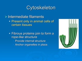 Cytoskeleton Intermediate filaments Present only in animal cells of certain tissues Fibrous proteins join to form a rope-like structure Provide internal structure Anchor organelles in place. 