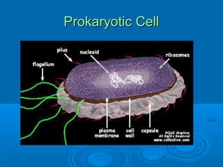 Prokaryotic CellProkaryotic Cell
 