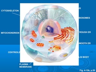 CYTOSKELETON
MITOCHONDRION
CENTRIOLES
LYSOSOME
GOLGI BODY
SMOOTH ER
ROUGH ER
RIBOSOMES
NUCLEUS
PLASMA
MEMBRANE
Fig. 4-15b, p.59
 