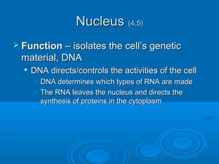 NucleusNucleus (4.5)(4.5)
 FunctionFunction – isolates the cell’s genetic– isolates the cell’s genetic
material, DNAmaterial, DNA

DNA directs/controls the activities of the cellDNA directs/controls the activities of the cell
• DNA determines which types of RNA are madeDNA determines which types of RNA are made
• The RNA leaves the nucleus and directs theThe RNA leaves the nucleus and directs the
synthesis of proteins in the cytoplasmsynthesis of proteins in the cytoplasm
 
