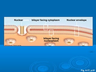 Nuclear pore bilayer facing cytoplasm Nuclear envelope
bilayer facing
nucleoplasm
Fig. 4-17, p.61
 