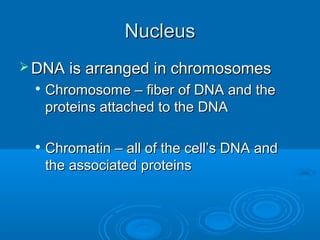 NucleusNucleus
 DNA is arranged in chromosomesDNA is arranged in chromosomes

Chromosome – fiber of DNA and theChromosome – fiber of DNA and the
proteins attached to the DNAproteins attached to the DNA

Chromatin – all of the cell’s DNA andChromatin – all of the cell’s DNA and
the associated proteinsthe associated proteins
 