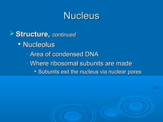 NucleusNucleus
 Structure,Structure, continuedcontinued

NucleolusNucleolus
• Area of condensed DNAArea of condensed DNA
• Where ribosomal subunits are madeWhere ribosomal subunits are made

Subunits exit the nucleus via nuclear poresSubunits exit the nucleus via nuclear pores
 