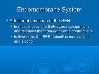 Endomembrane SystemEndomembrane System
 Additional functions of the SERAdditional functions of the SER

In muscle cells, the SER stores calcium ionsIn muscle cells, the SER stores calcium ions
and releases them during muscle contractionsand releases them during muscle contractions

In liver cells, the SER detoxifies medicationsIn liver cells, the SER detoxifies medications
and alcoholand alcohol
 