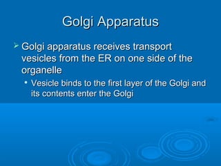 Golgi ApparatusGolgi Apparatus
 Golgi apparatus receives transportGolgi apparatus receives transport
vesicles from the ER on one side of thevesicles from the ER on one side of the
organelleorganelle

Vesicle binds to the first layer of the Golgi andVesicle binds to the first layer of the Golgi and
its contents enter the Golgiits contents enter the Golgi
 