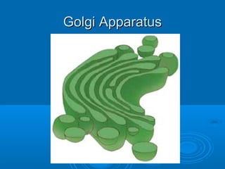 Golgi ApparatusGolgi Apparatus
 