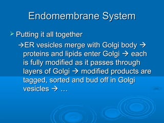 Endomembrane SystemEndomembrane System
 Putting it all togetherPutting it all together
ER vesicles merge with Golgi bodyER vesicles merge with Golgi body 
proteins and lipids enter Golgiproteins and lipids enter Golgi  eacheach
is fully modified as it passes throughis fully modified as it passes through
layers of Golgilayers of Golgi  modified products aremodified products are
tagged, sorted and bud off in Golgitagged, sorted and bud off in Golgi
vesiclesvesicles  ……
 