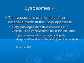 LysosomesLysosomes (4.10)(4.10)
 The lysosome is an example of anThe lysosome is an example of an
organelle made at the Golgi apparatus.organelle made at the Golgi apparatus.

Golgi packages digestive enzymes in aGolgi packages digestive enzymes in a
vesicle. The vesicle remains in the cell and:vesicle. The vesicle remains in the cell and:
• Digests unwanted or damaged cell partsDigests unwanted or damaged cell parts
• Merges with food vacuoles and digest the contentsMerges with food vacuoles and digest the contents
• Figure 4.10AFigure 4.10A
 
