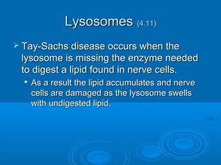 LysosomesLysosomes (4.11)(4.11)
 Tay-Sachs disease occurs when theTay-Sachs disease occurs when the
lysosome is missing the enzyme neededlysosome is missing the enzyme needed
to digest a lipid found in nerve cells.to digest a lipid found in nerve cells.

As a result the lipid accumulates and nerveAs a result the lipid accumulates and nerve
cells are damaged as the lysosome swellscells are damaged as the lysosome swells
with undigested lipid.with undigested lipid.
 