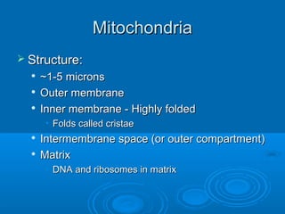 MitochondriaMitochondria
 Structure:Structure:

~1-5 microns~1-5 microns

Outer membraneOuter membrane

Inner membrane - Highly foldedInner membrane - Highly folded
• Folds called cristaeFolds called cristae

Intermembrane space (or outer compartment)Intermembrane space (or outer compartment)

MatrixMatrix
• DNA and ribosomes in matrixDNA and ribosomes in matrix
 