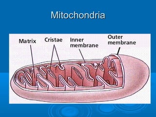 MitochondriaMitochondria
 