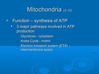 MitochondriaMitochondria (4.15)(4.15)
 Function – synthesis of ATPFunction – synthesis of ATP

3 major pathways involved in ATP3 major pathways involved in ATP
productionproduction
1.1. Glycolysis - cytoplasmGlycolysis - cytoplasm
2.2. Krebs Cycle - matrixKrebs Cycle - matrix
3.3. Electron transport system (ETS) -Electron transport system (ETS) -
intermembrane spaceintermembrane space
 