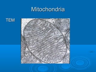 MitochondriaMitochondria
TEMTEM
 