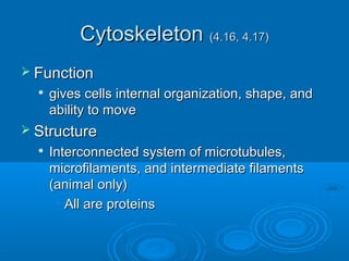 CytoskeletonCytoskeleton (4.16, 4.17)(4.16, 4.17)
 FunctionFunction

gives cells internal organization, shape, andgives cells internal organization, shape, and
ability to moveability to move
 StructureStructure

Interconnected system of microtubules,Interconnected system of microtubules,
microfilaments, and intermediate filamentsmicrofilaments, and intermediate filaments
(animal only)(animal only)
• All are proteinsAll are proteins
 